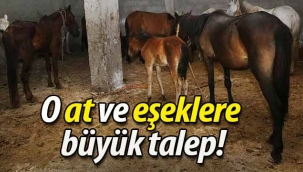 O at ve eşeklere büyük talep!