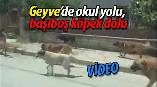 Geyve'de okul yolu, başıboş köpek dolu