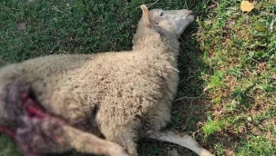 Sokak köpekleri paramparça etti!