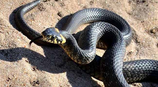 Akyazı'da yılanın soktuğu genç SEAH'a sevk edildi!
