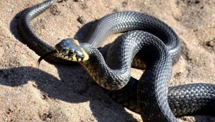 Akyazı'da yılanın soktuğu genç SEAH'a sevk edildi!