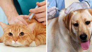 Alifuatpaşa'da kedi ve köpekler aşılanacak!