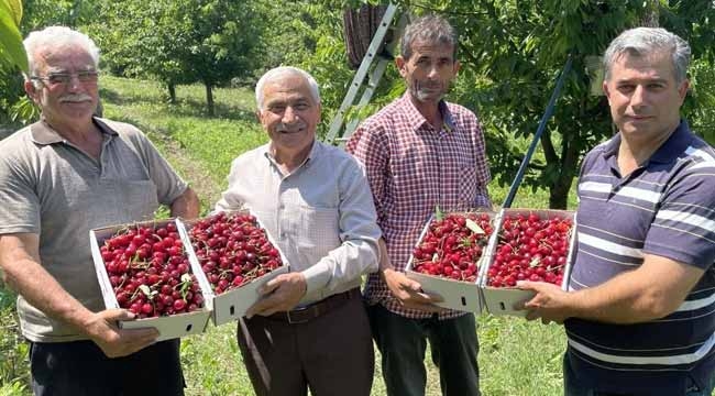 Geyve kirazında bu sezon 10 bin ton rekolte bekleniyor