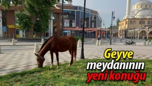 Geyve meydanının yeni konuğu