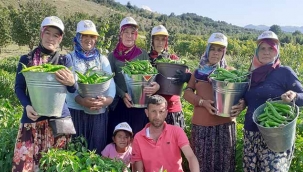 Kendi yetiştirip, kendi satıyor