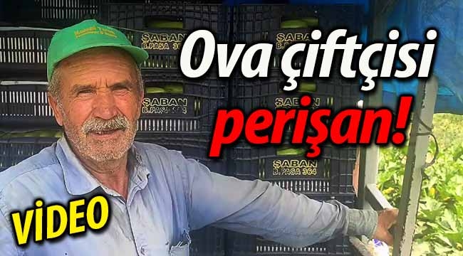 Ova çiftçisi perişan! 