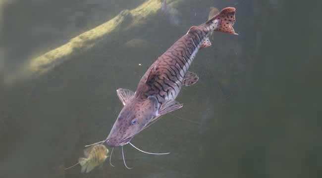 Sakarya Nehri'ne istilacı balık türü saldılar