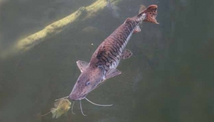 Sakarya Nehri'ne istilacı balık türü saldılar