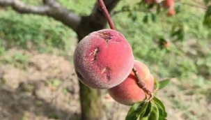 Çiftçiyi dolu vurdu, milyonlarca lira zarar var