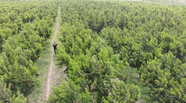 Jandarma Geyve Ovasını Drone ile kontrol ediyor