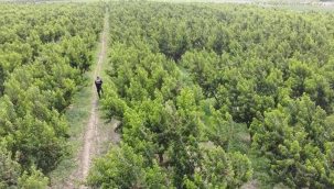 Jandarma Geyve Ovasını Drone ile kontrol ediyor