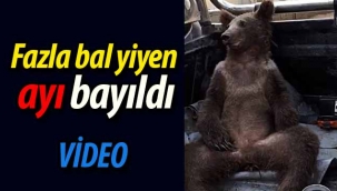 Fazla bal yiyen ayı bayıldı