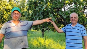 Geyve Ayvası alıcı bekliyor