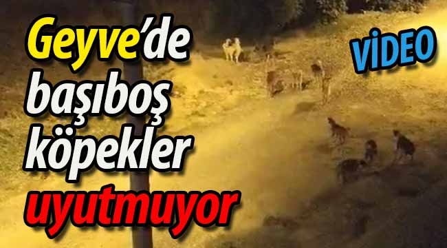 Geyve'de başıboş köpekler vatandaşı huzursuz ediyor