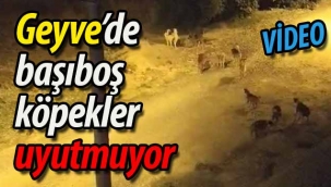 Geyve'de başıboş köpekler vatandaşı huzursuz ediyor