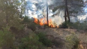 Geyve - Taraklı yolunda orman yangını!