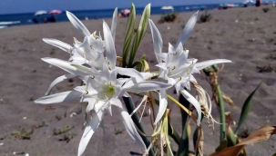 Sakarya'daki bu çiçeği kopartana 80 bin lira ceza