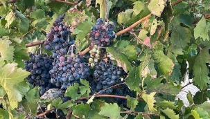 Elazığ'da üzüm üreticilerinden firmalara 'fiyat' tepkisi