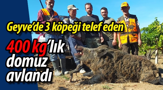 Geyve'de 3 köpeği telef eden 400 kiloluk domuz avlandı