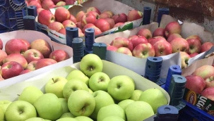 Geyve'de Elma Hasadı Başladı
