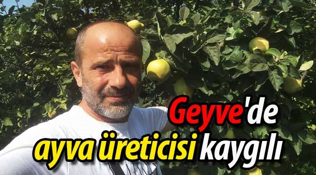 Geyveli ayva üreticisi kaygılı