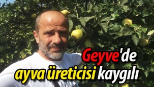 Geyveli ayva üreticisi kaygılı