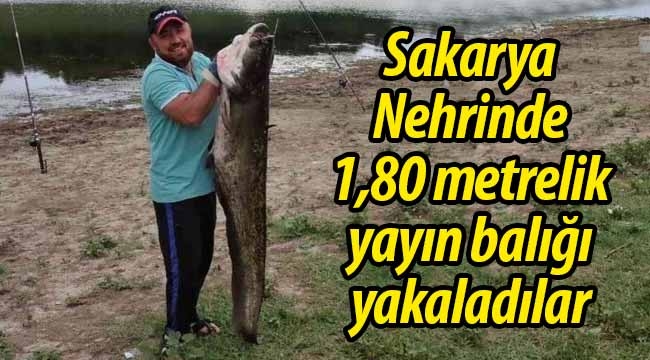 Sakarya Nehrinde 1.80 metrelik yayın balığı yakaladılar