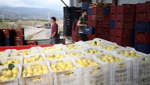 Geyve Ayvası yurt dışından da alıcı buluyor