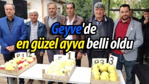 Geyve'de en güzel ayva belli oldu