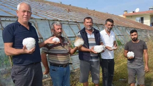 Serik'te dolu, tarım alanlarını vurdu