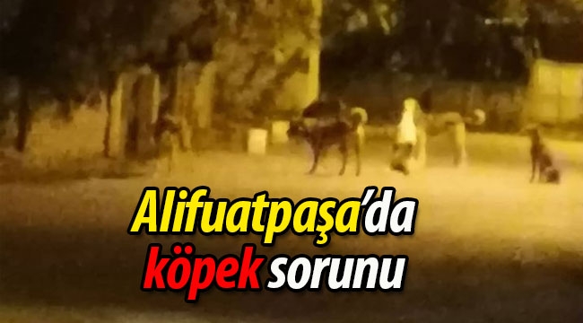 Alifuatpaşa'da başıboş köpek sorunu