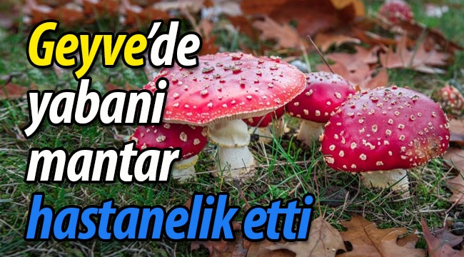 Geyve'de yabani mantar hastanelik etti