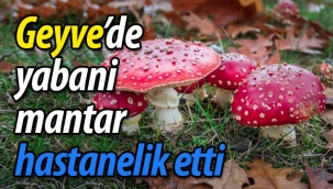 Geyve'de yabani mantar hastanelik etti