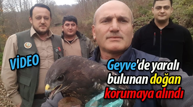 Geyve'de yaralı bulunan doğan korumaya alındı