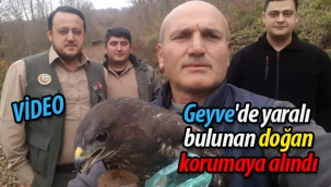 Geyve'de yaralı bulunan doğan korumaya alındı