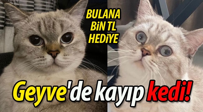 Geyve'de kayıp kedi!