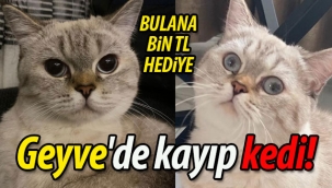 Geyve'de kayıp kedi!