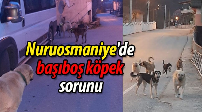 Nuruosmaniye'de başıboş köpek sorunu