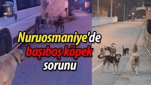 Nuruosmaniye'de başıboş köpek sorunu
