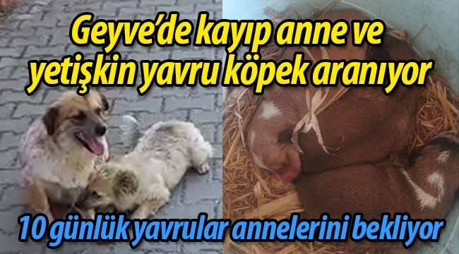 Geyve'de kayıp anne köpek aranıyor (BULUNDU)