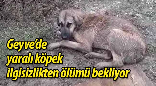 Geyve'de yaralı köpek ilgisizlikten ölümü bekliyor