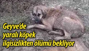 Geyve'de yaralı köpek ilgisizlikten ölümü bekliyor