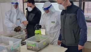 Geyve'de 8 bin terminatör böcek üretiliyor