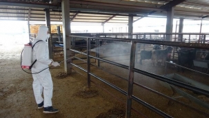 Sakarya Hayvan Pazarı şap önlemi nedeniyle kapatıldı