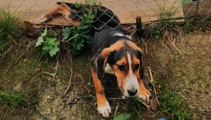 Geyve'de kayıp köpek aranıyor