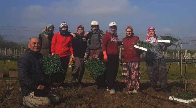 Geyve'de sebze fideleri dikiliyor