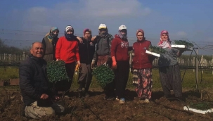 Geyve'de sebze fideleri dikiliyor