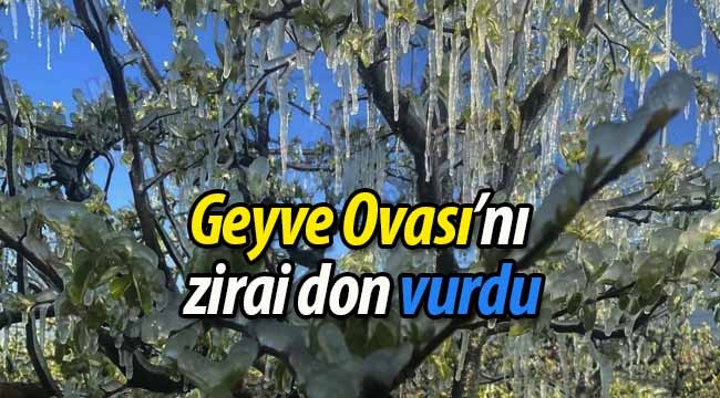 Zirai don Geyve Ovasını vurdu! 