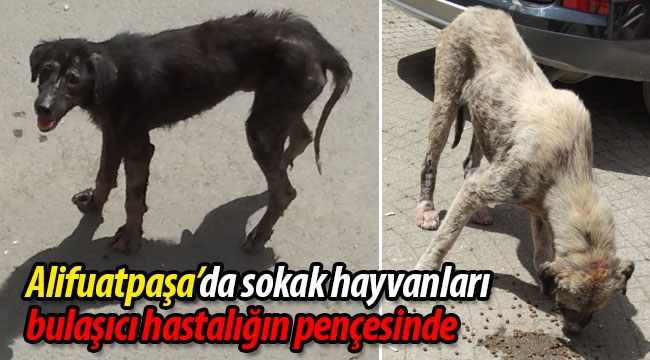 Alifuatpaşa'da köpekler bulaşıcı hastalığın pençesinde
