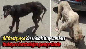 Alifuatpaşa'da köpekler bulaşıcı hastalığın pençesinde
